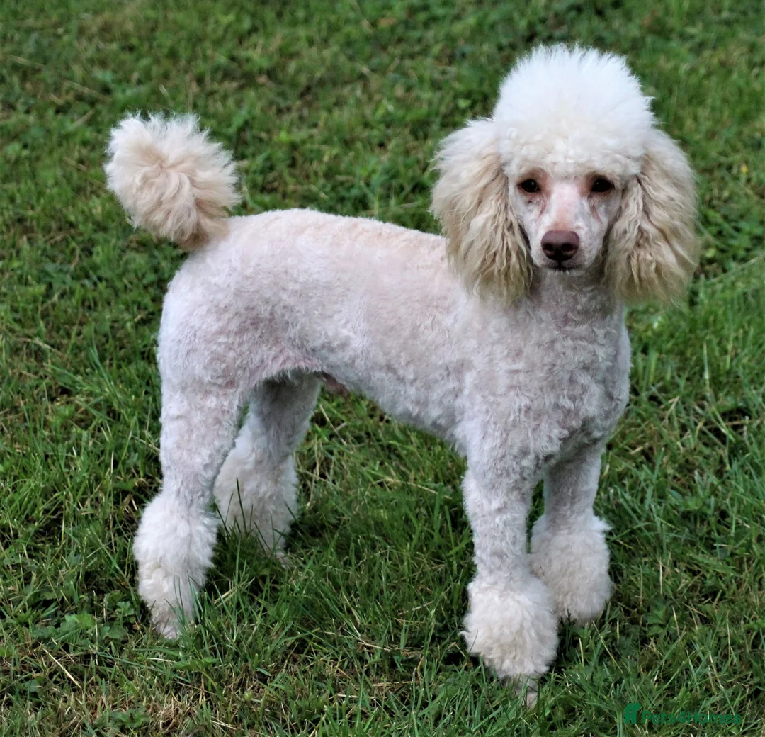 Cavapoo dogs for sale: Health Tested Cavapoos by Licensed Breeder - Advert 39