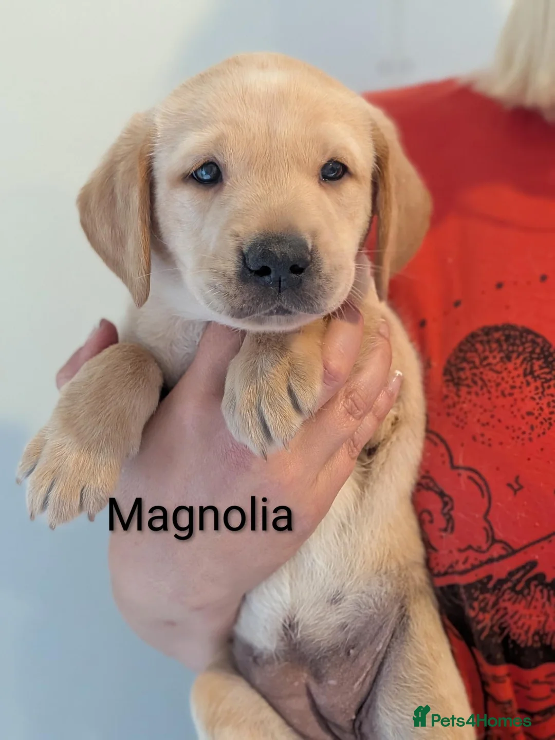 Labrador Retriever dogs for sale: Working lines including champions in pedigree Labs in Doncaster - Advert 14