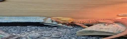 Bearded Dragon reptiles for sale: Bearded dragon orange  in Chester-le-Street - Advert 9