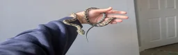 Python Snake reptiles for sale: Male Coastal Carpet Python and set up - Advert 5