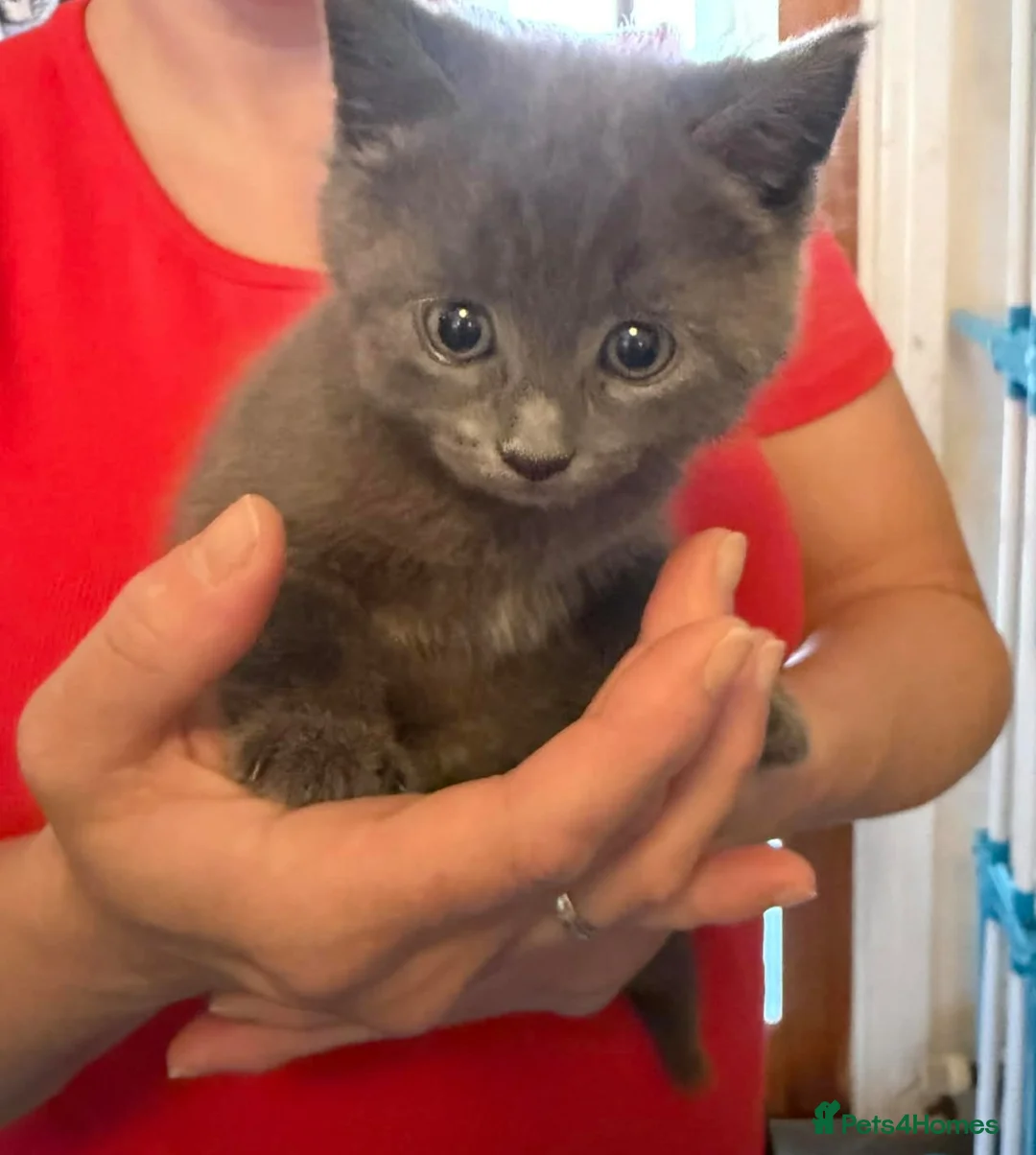 Mixed Breed cats for sale: Grey boy - Advert 2