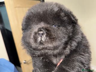 Chow Chow dogs 🍬Beautiful chow litter kc registered 🍬reduced❤️ - Advert 1