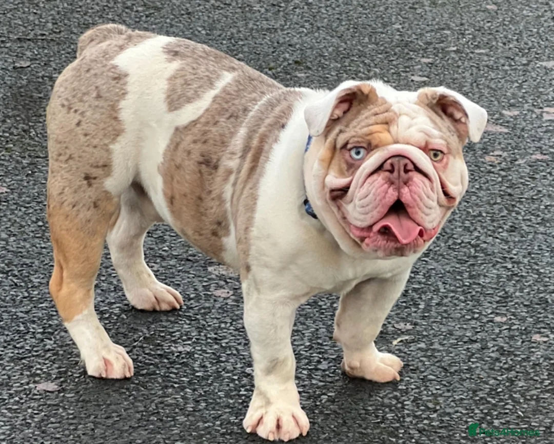 English Bulldog dogs for stud: English bulldog Stud  - Advert 2