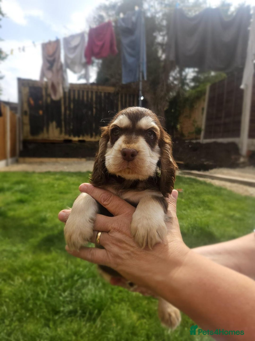 Cocker Spaniel dogs for sale: Show type cocker spaniel puppies  - Image 8