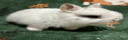 Netherland Dwarf rabbits for sale: Baby Netherlands Dwarf Bunnies  - Advert 4