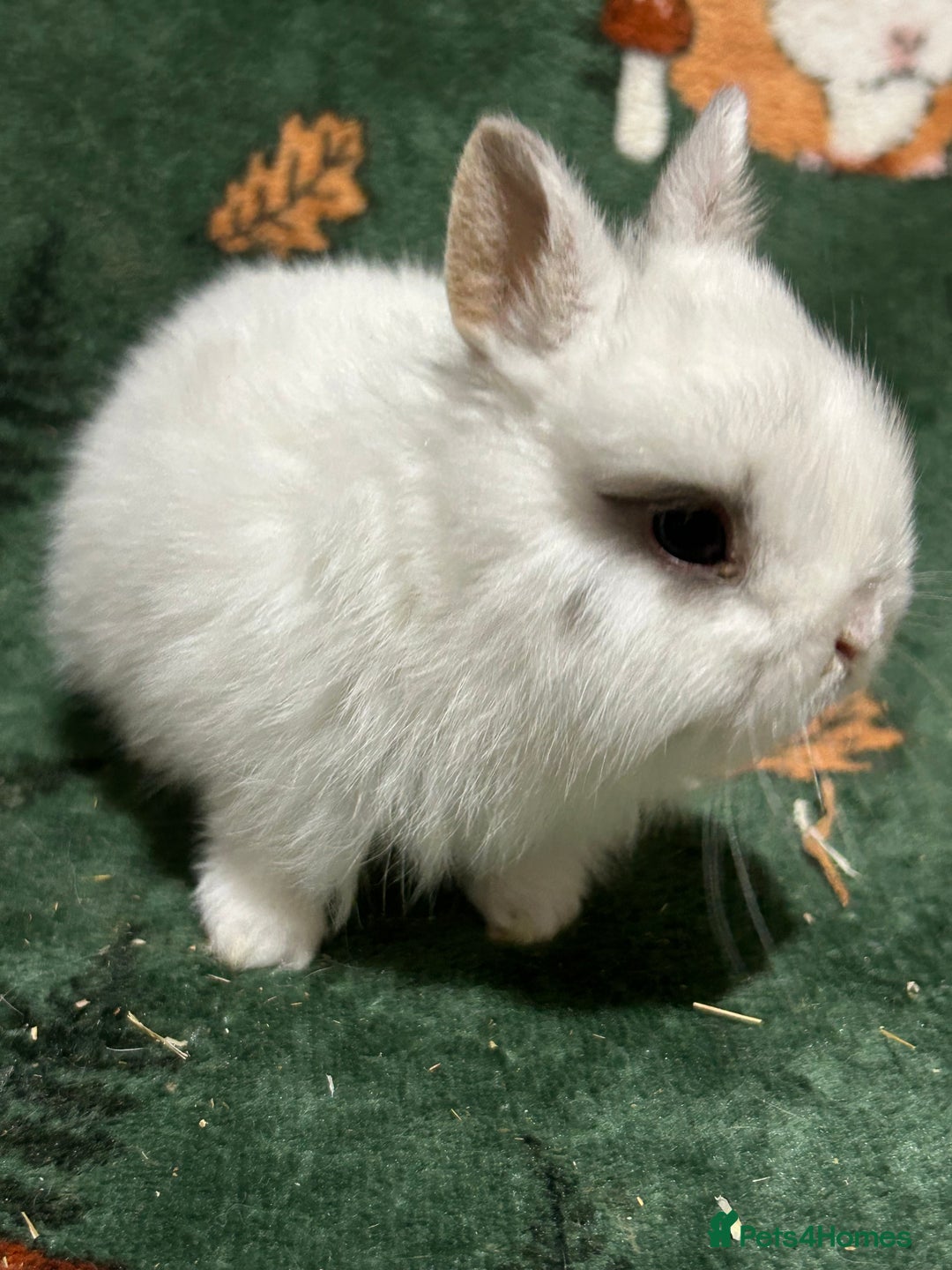 Netherland Dwarf rabbits for sale: Baby Netherlands Dwarf Bunnies  - Advert 4