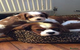 Cavalier King Charles Spaniel dogs for stud: Extensively Health Tested Cavalier King Charles Sp in Mansfield - Image 22