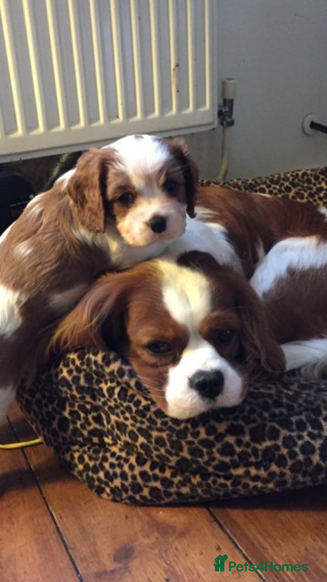 Cavalier King Charles Spaniel dogs for stud: Extensively Health Tested Cavalier King Charles Sp in Mansfield - Image 22