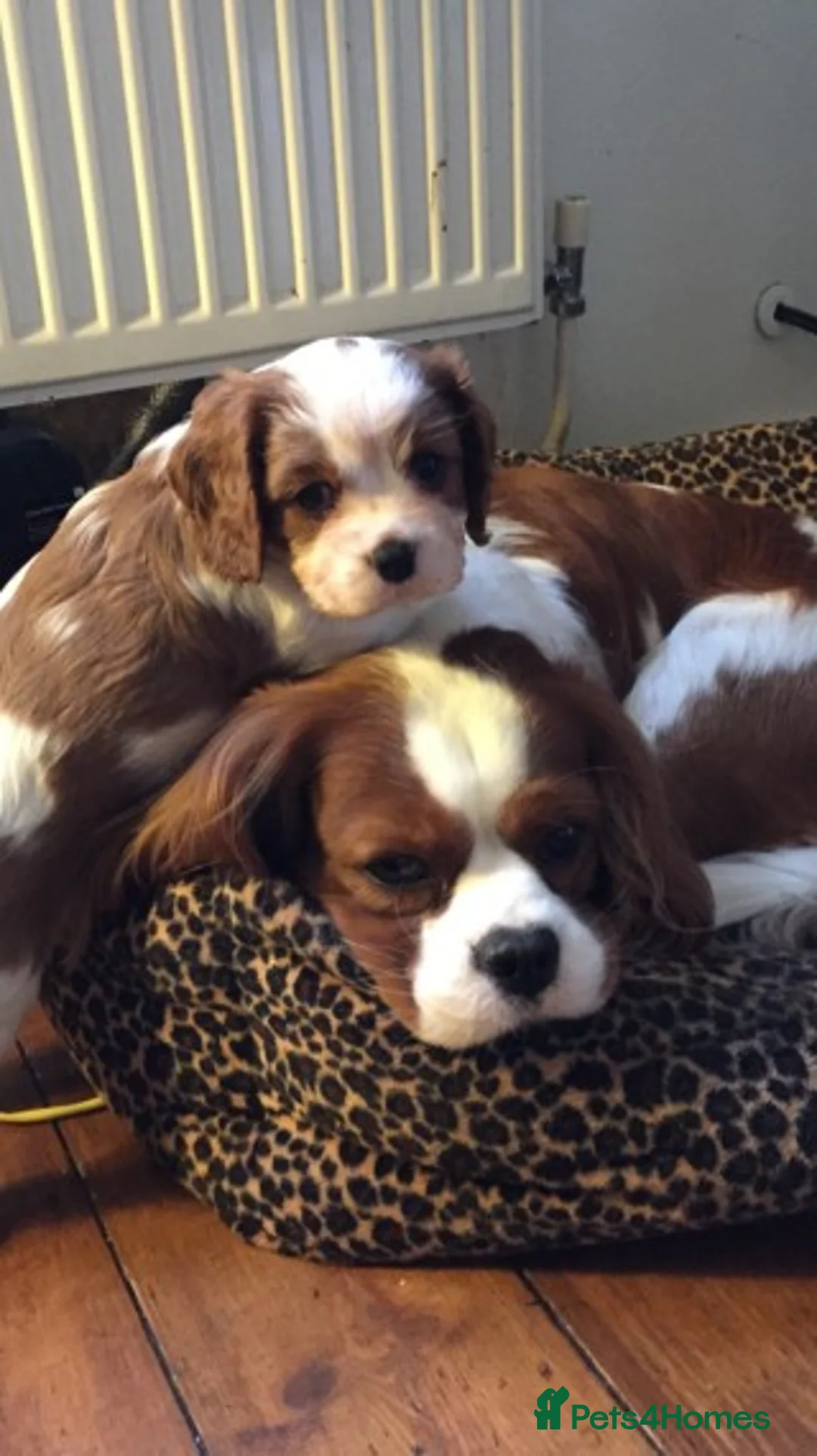 Cavalier King Charles Spaniel dogs for stud: Extensively Health Tested Cavalier King Charles Sp in Mansfield - Advert 22