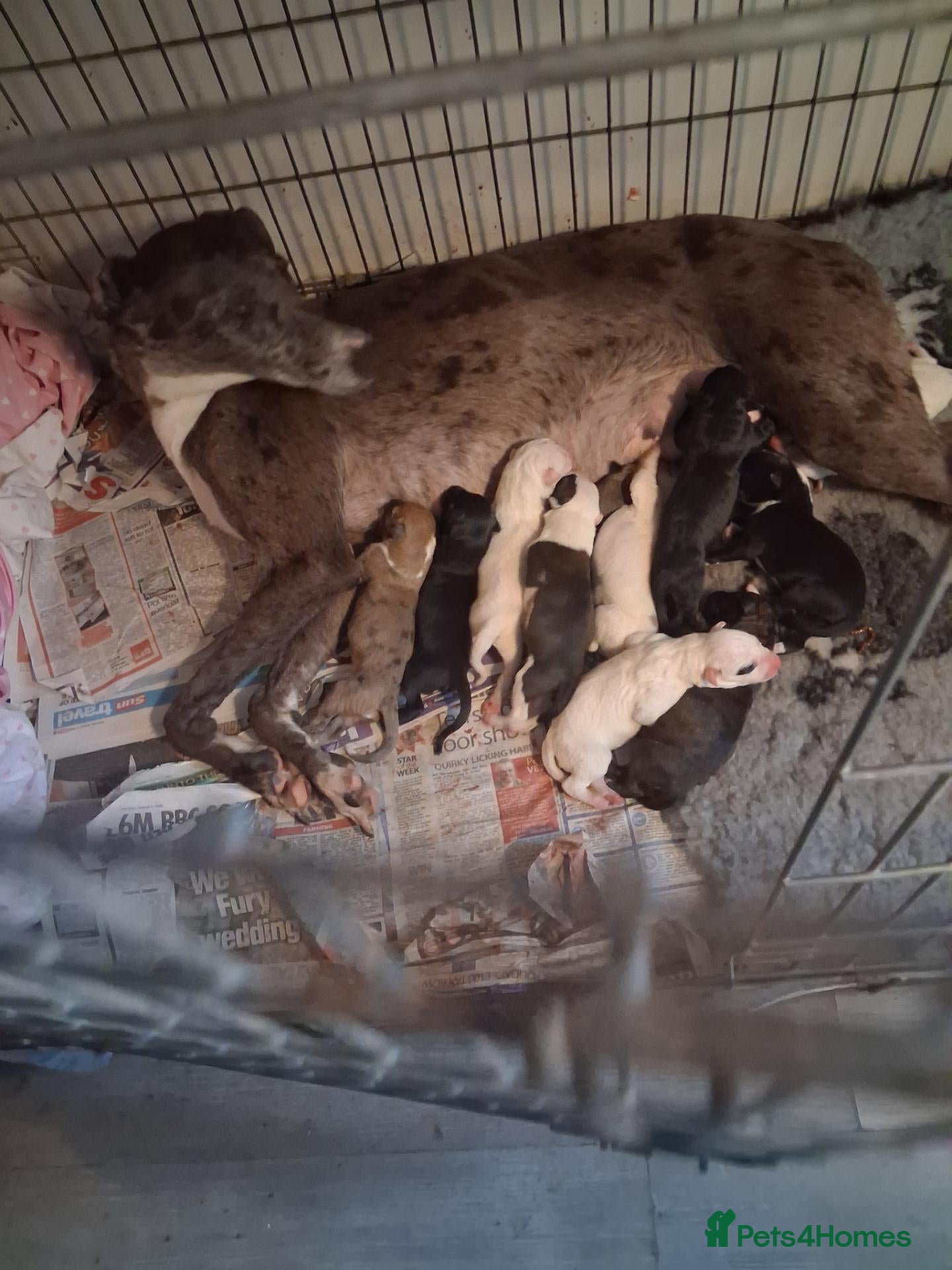 Lurcher dogs Beautiful well bred lurcher puppies - Advert 2