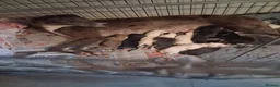 Lurcher dogs for sale: Beautiful well bred lurcher puppies - Advert 1