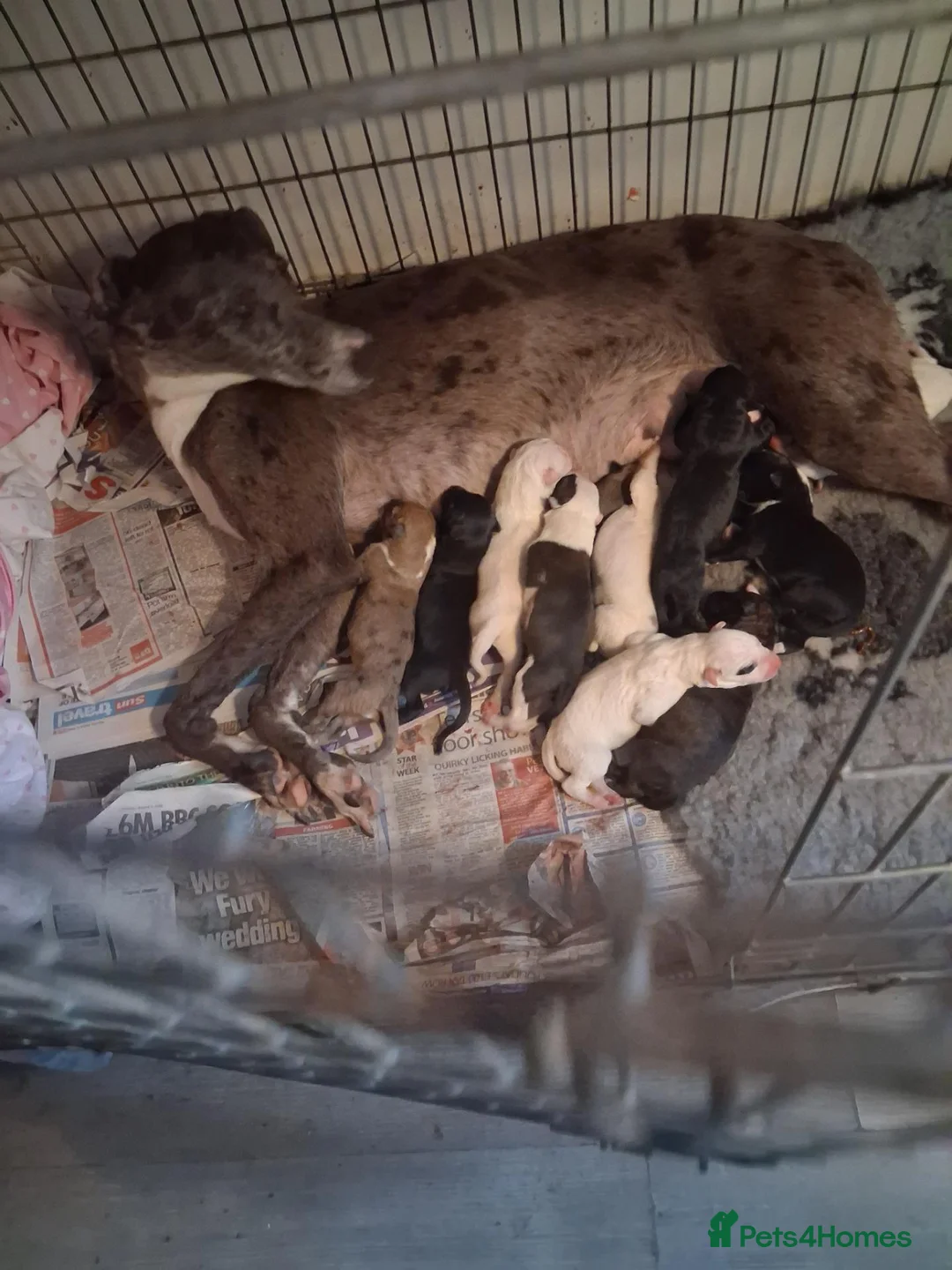 Lurcher dogs for sale: Beautiful well bred lurcher puppies - Advert 1