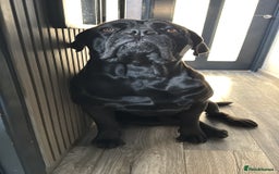 Cane Corso dogs for stud: Cane corso Rico Thor ready to stud in Bedford - Image 14