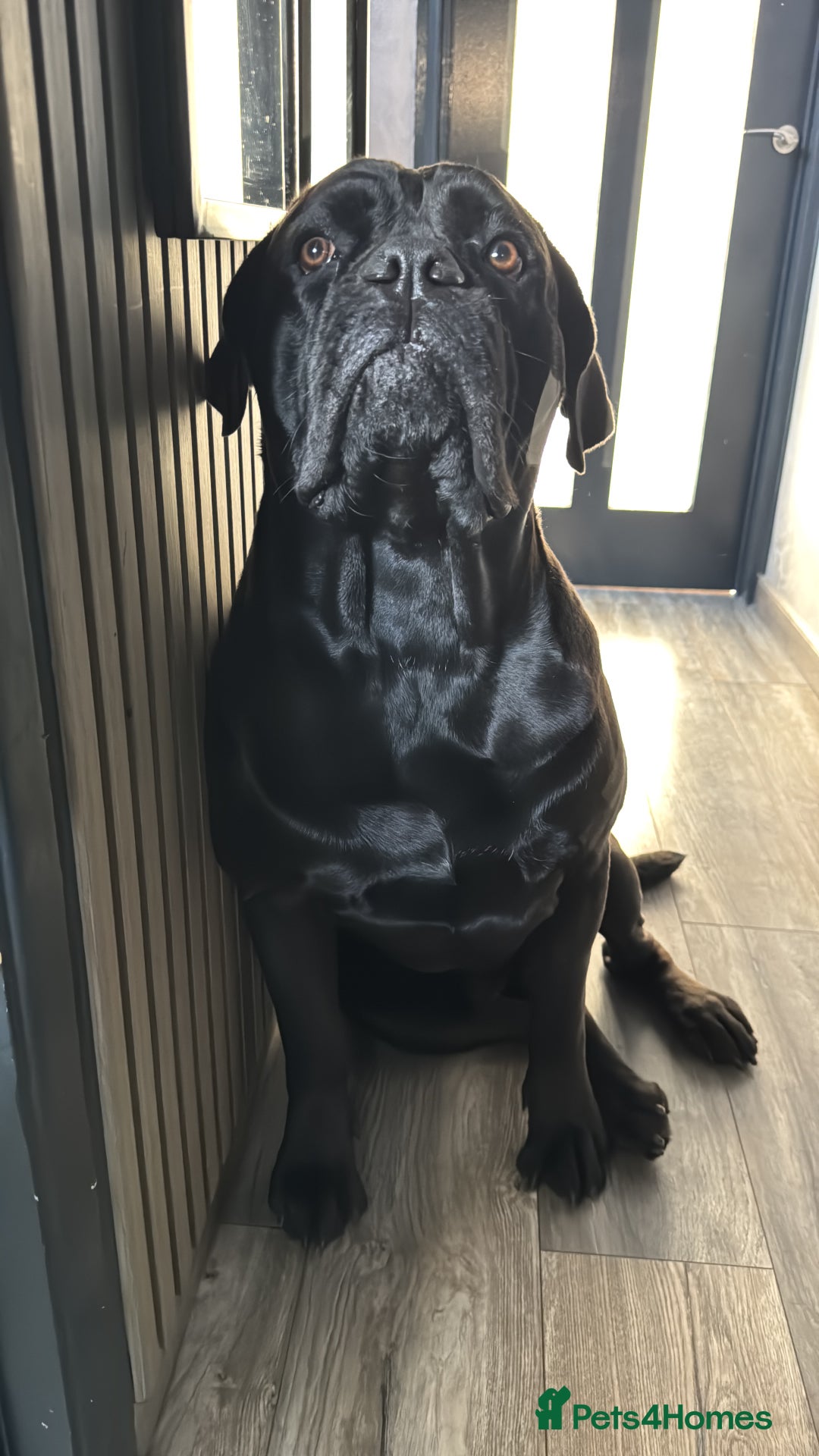 Cane Corso dogs for stud: Cane corso Rico Thor ready to stud in Bedford - Image 14