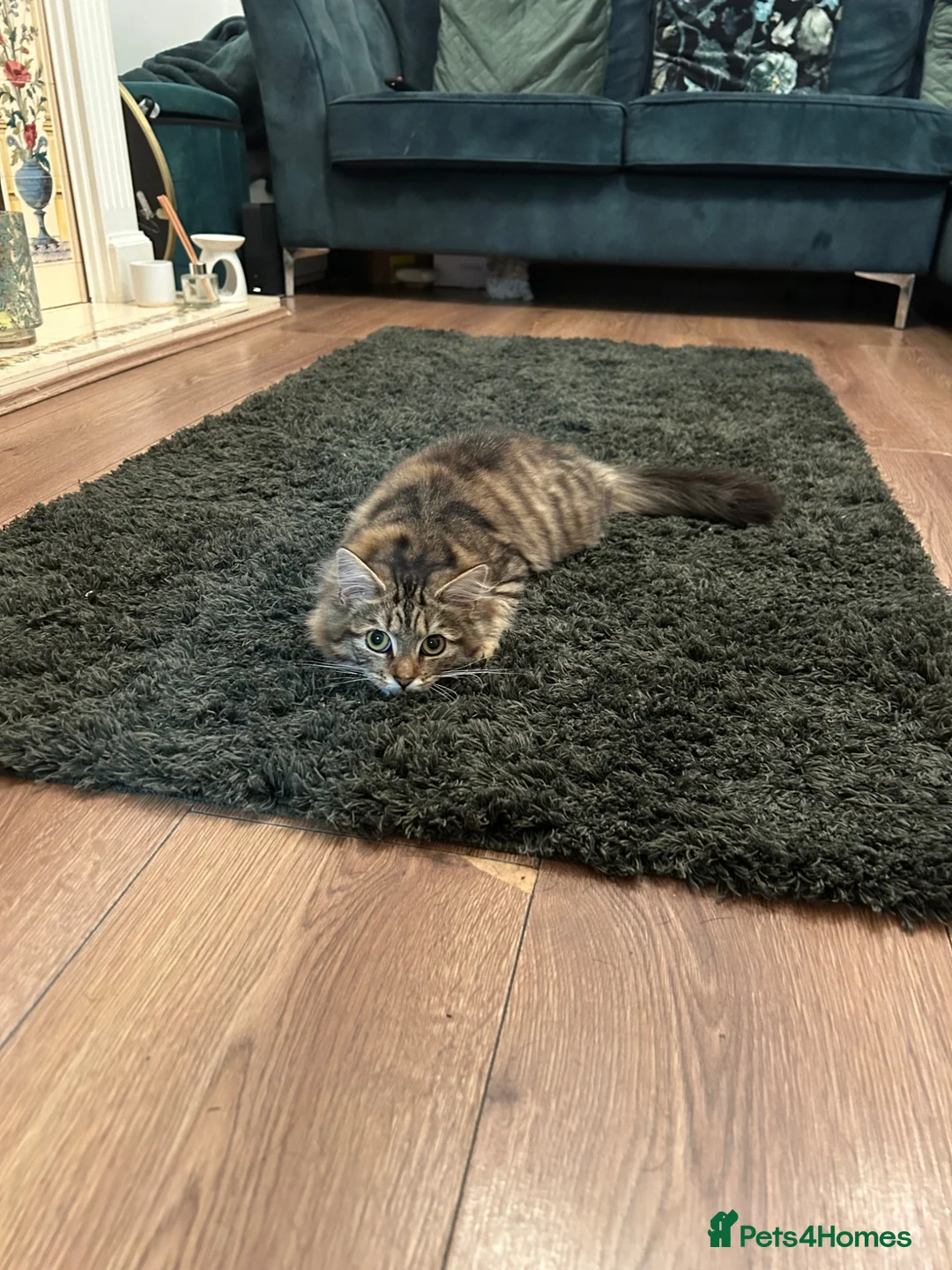 Domestic Shorthair cats for sale: 2 year old cat for rehoming - Advert 21