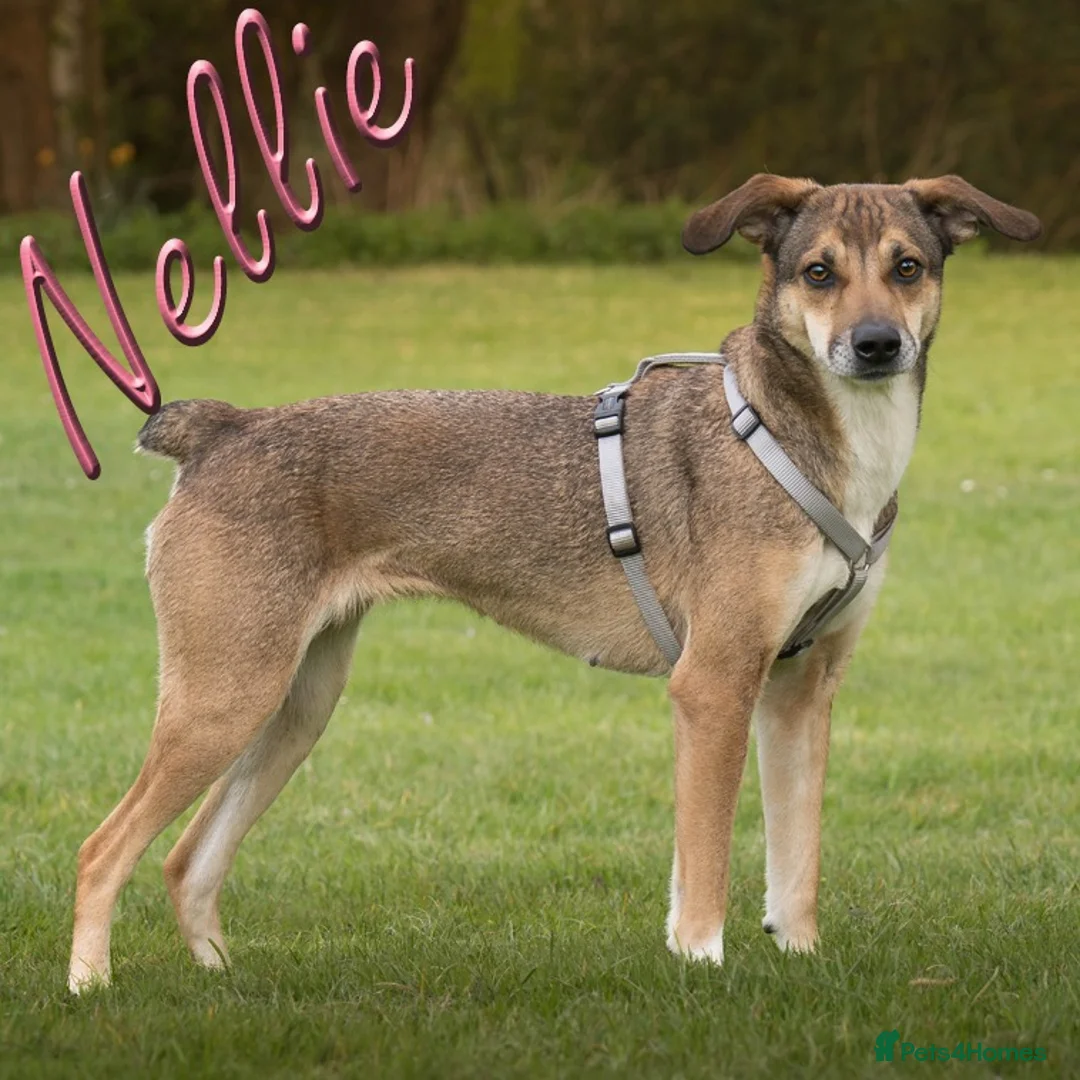 Mixed Breed dogs for adoption: Little Nellie needs her home - Advert 2