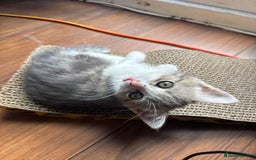 British Shorthair cats for sale: Half British shorthair for sale - Image 9