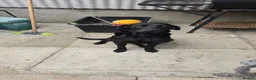 Labrador Retriever dogs for sale: Labrador Puppies  in Fraserburgh - Advert 4
