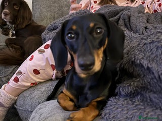 Miniature Dachshund dogs Dollie - Black & Tan Miniature Dachshund - Advert 11