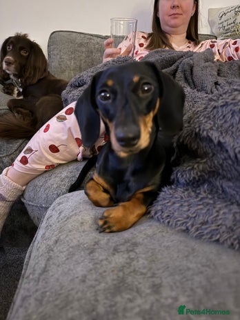 Miniature Dachshund dogs Dollie - Black & Tan Miniature Dachshund - Advert 11