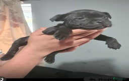 Staffordshire Bull Terrier dogs for sale: Pure blue staffy puppies ready to go - Image 12