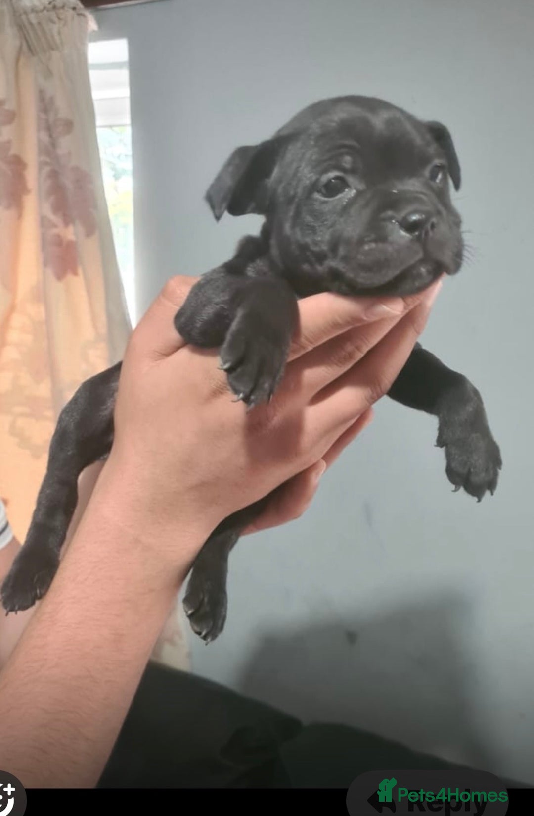 Staffordshire Bull Terrier dogs for sale: Pure blue staffy puppies ready to go - Image 12