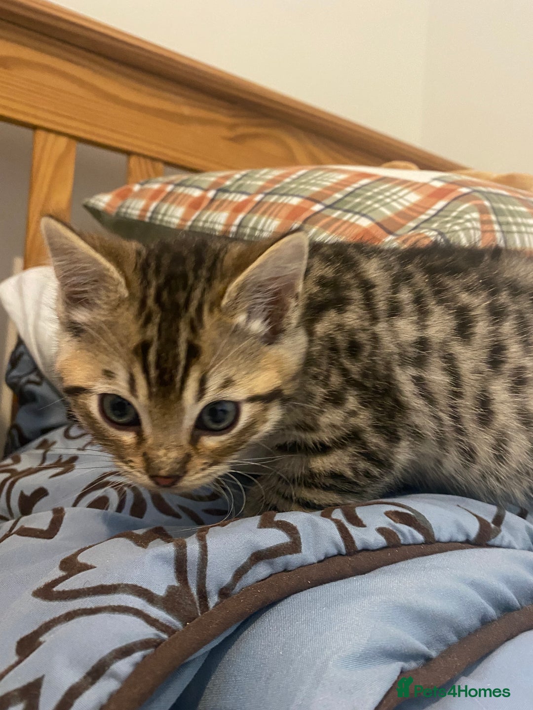 Mixed Breed cats for sale: Ragdol x bengal  - Advert 8