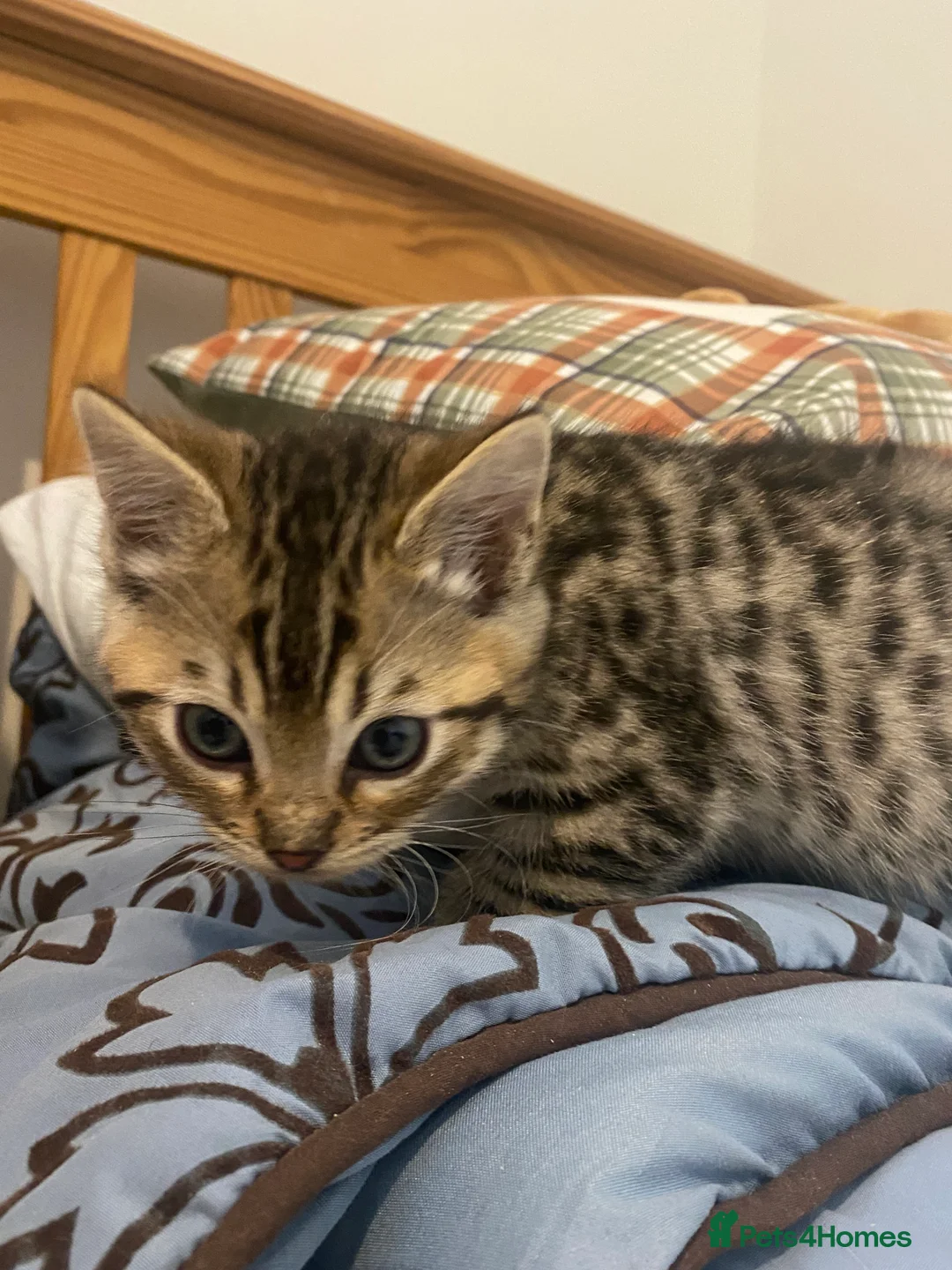 Mixed Breed cats for sale: Ragdol x bengal 2 left  - Advert 8