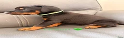 Dobermann dogs for sale: Beautiful Doberman Puppies for sale  in Spalding - Advert 7