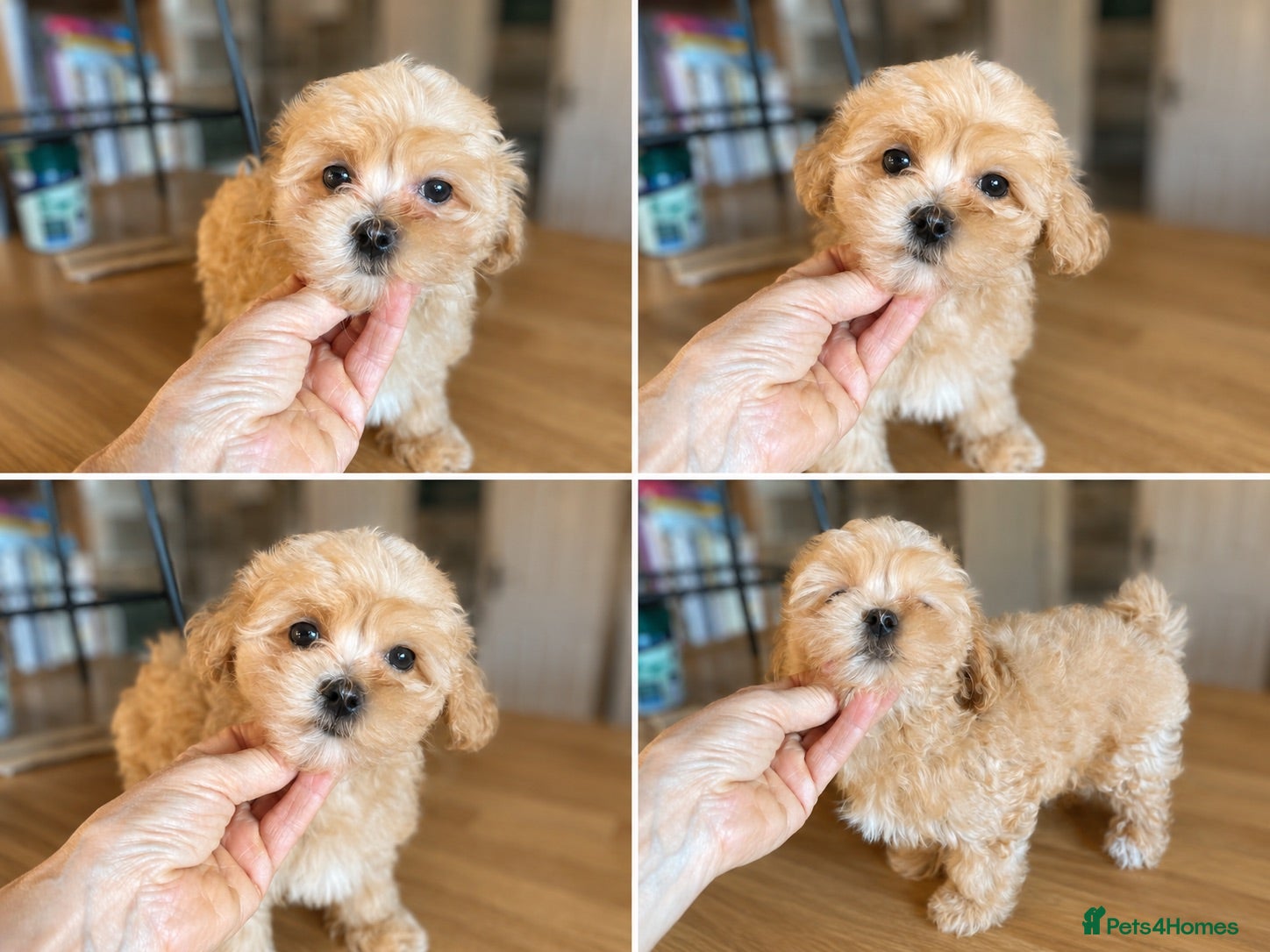 Maltipoo dogs READY NOW, Korean/Asian Maltipoo puppies - Advert 2