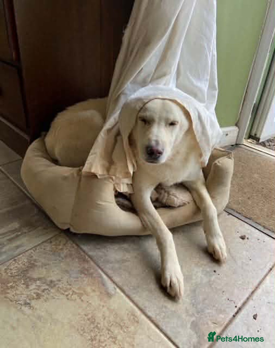 Mixed Breed dogs for adoption: SHILOH-happy girl/loving family dog/playful/social - Advert 9