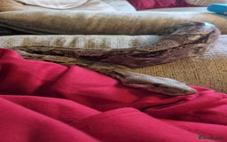 Boa Snake reptiles for sale: Hog Island Boa and vivarium - Image 5