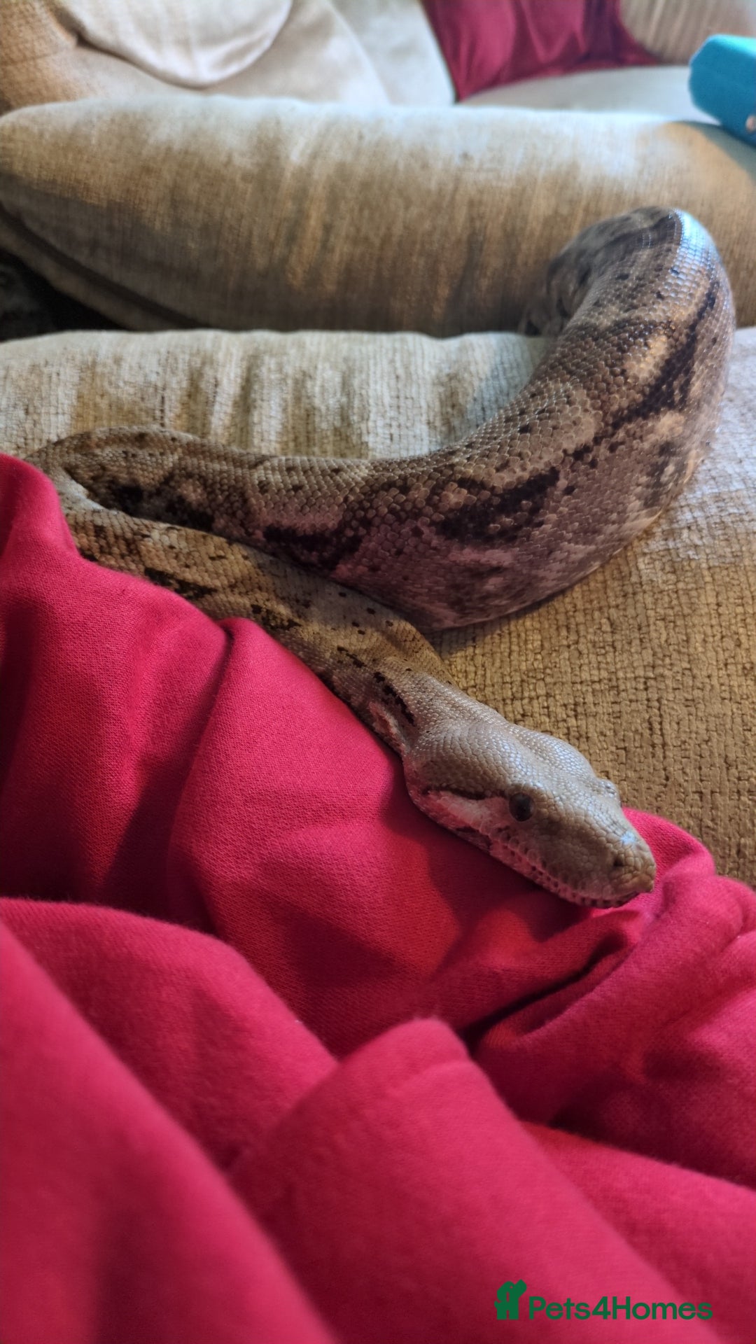 Boa Snake reptiles for sale: Hog Island Boa and vivarium - Image 5