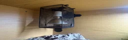 Skink reptiles for sale: Northern Blue Tongue Skink 6 Months Old Male in Wallsend - Advert 12