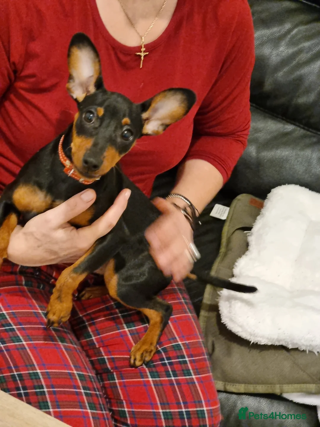 Miniature Pinscher dogs for sale: Female Miniature Pinscher 18 Months – Show Quality - Advert 1
