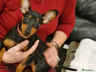 Miniature Pinscher dogs Female Miniature Pinscher 18 Months – Show Quality - Advert 1