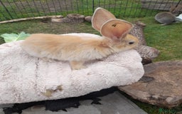 Continental Giant rabbits for sale: Beautiful Giant Continental Babies - Image 27