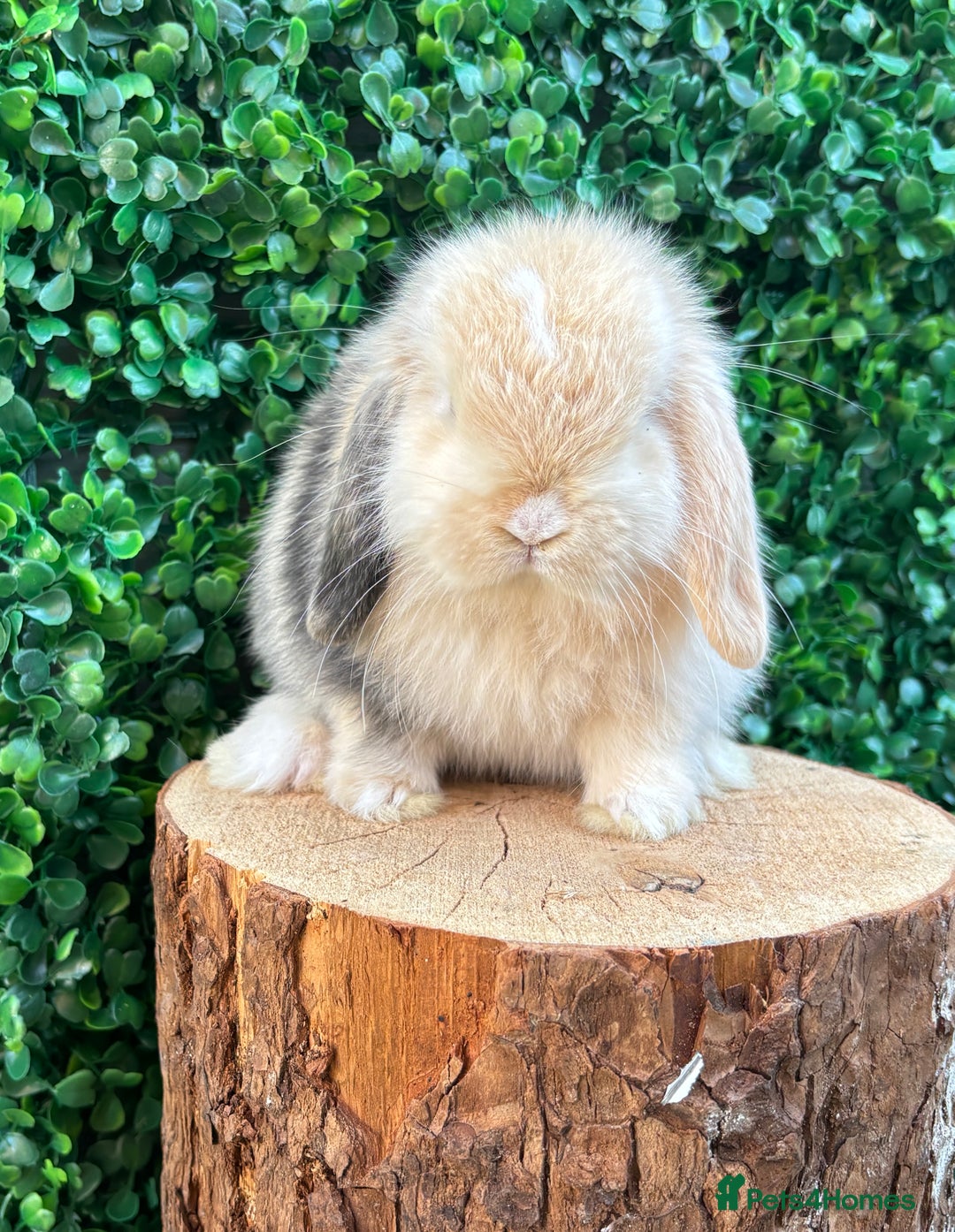 Mini Lop rabbits for sale: 🌟 mini lop babies 🌟 - Image 13