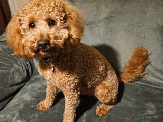 Miniature Poodle dogs Red Miniature Poodle for Stud only - Advert 1
