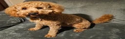 Miniature Poodle dogs for stud: Red Miniature Poodle for Stud only - Advert 1