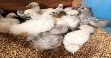 Chickens poultry - Advert 7