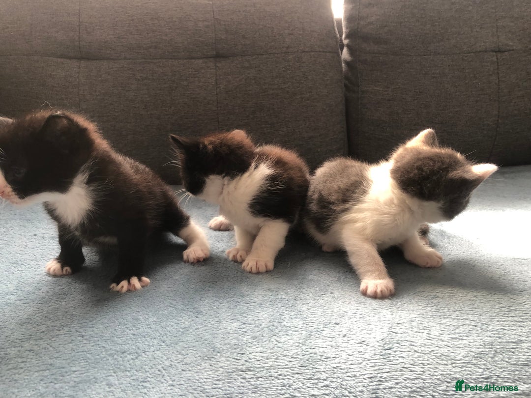 Mixed Breed cats for sale: 5 kittens for sale - Advert 15