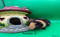 Guinea Pig rodents for sale: Adorable guinea pigs babies - Image 10