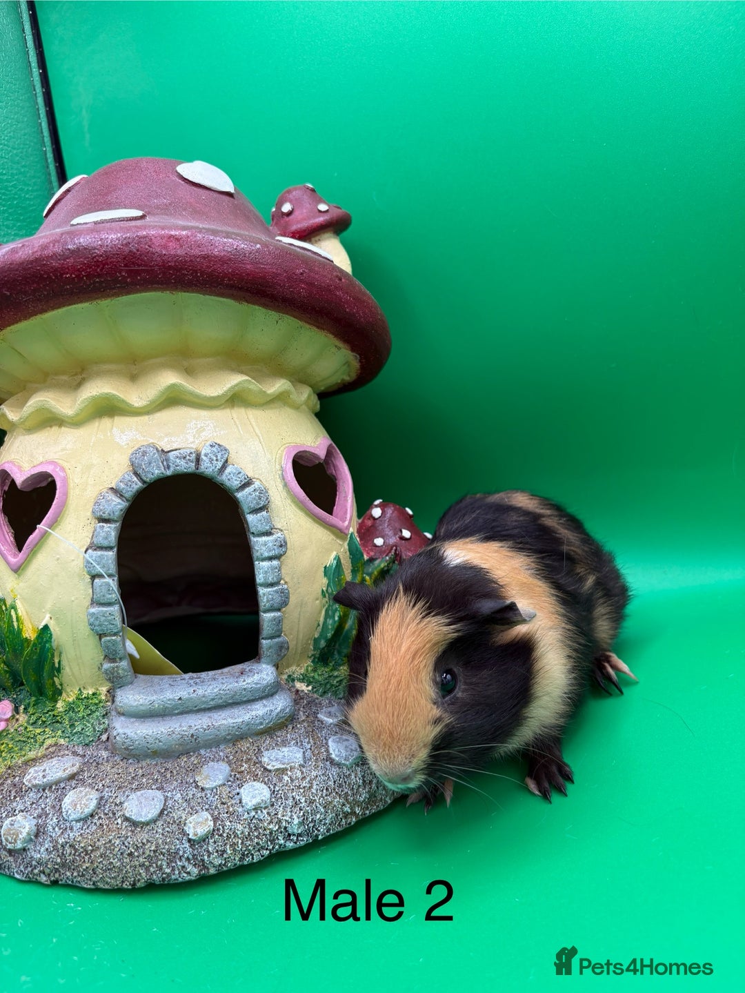 Guinea Pig rodents for sale: Adorable guinea pigs babies - Image 10