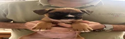 Boxer dogs for sale: Beautiful Boxer Puppies ready for new homes in West Bromwich - Advert 5