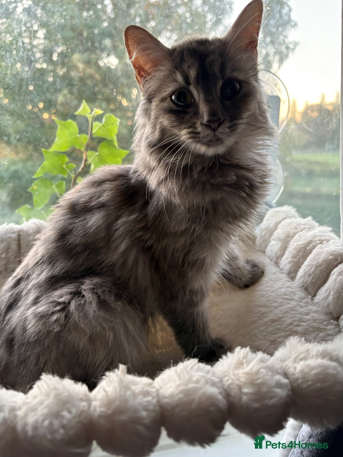 Mixed Breed cats female grey and ginger kitten - Advert 10
