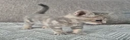 Mixed Breed cats for sale: Beautiful kittens  - Advert 6