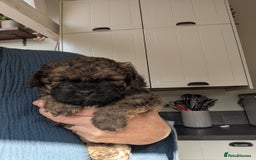 Shihpoo dogs for sale: F2 shihpoo puppies. - Image 2