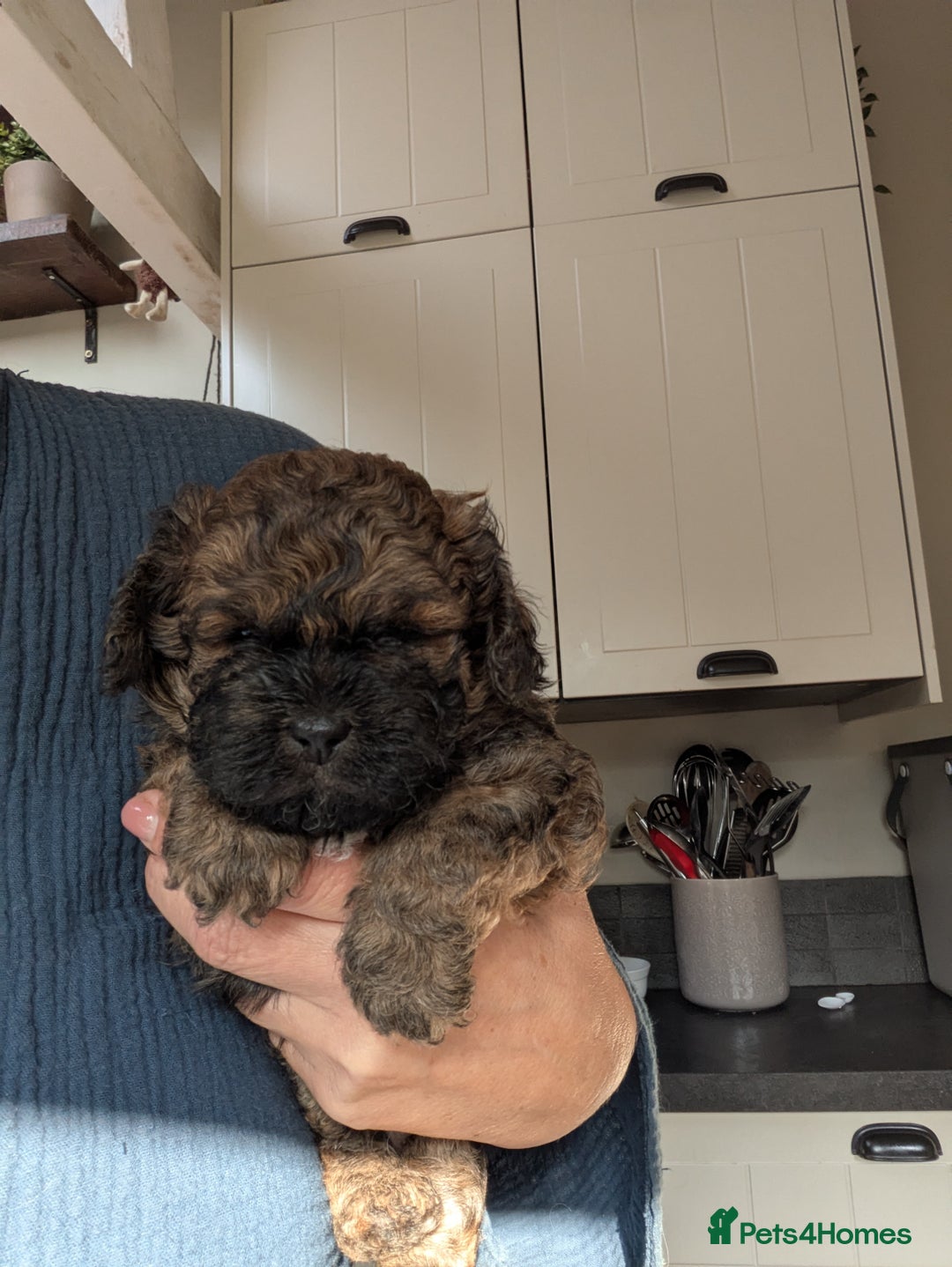 Shihpoo dogs for sale: F2 shihpoo puppies. - Image 2