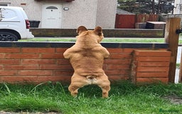 French Bulldog dogs for stud: King Midas son- Premium French Bulldog Stud - Advert 3